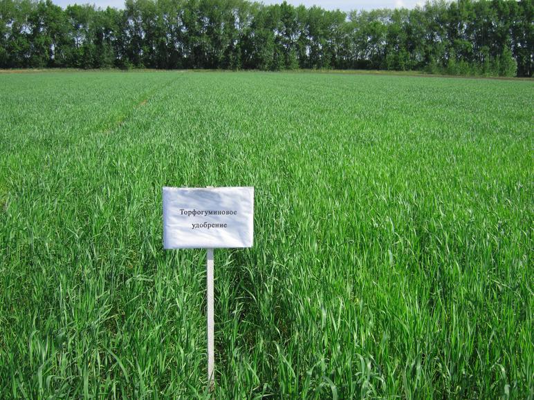 Применение торфогуминового удобрения в качестве стимулятора роста на яровой пшенице