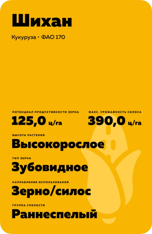 Шихан гибрид кукурузы