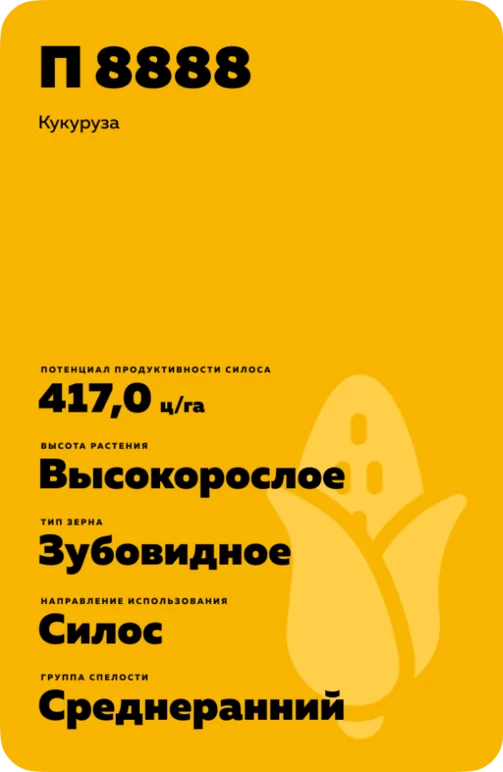 П 8888 - гибрид кукурузы Пионер