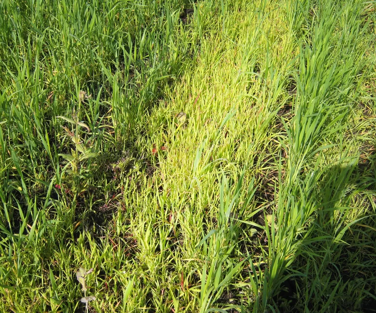 Гербицидная обработка пшеницы против устойчивых сорных растений.