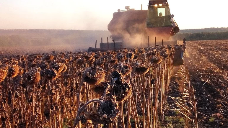 «Коммерсантъ»: уборке урожая подсолнечника мешает погода