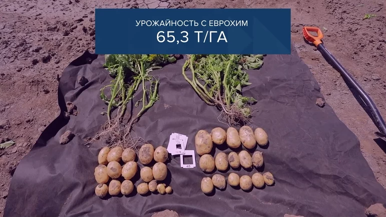 Система удобрения картофеля