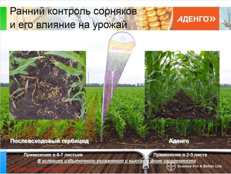 Аденго® - гербицид для раннего контроля сорняков в посевах кукурузы