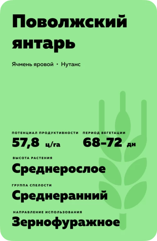 Поволжский янтарь