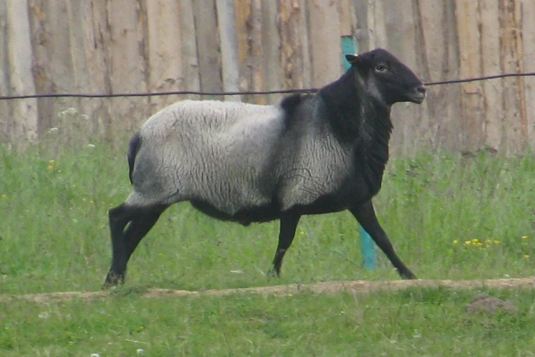 Как за год получить от одной овцы 45–60 кг диетической баранины?