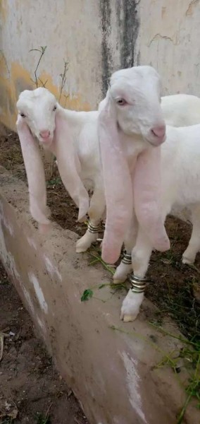 Гулаби - порода коз