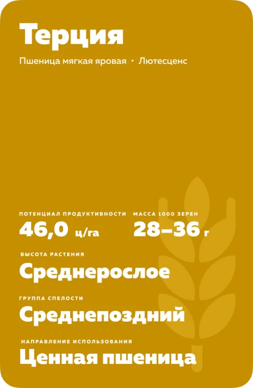 Терция сорт пшеницы мягкой яровой