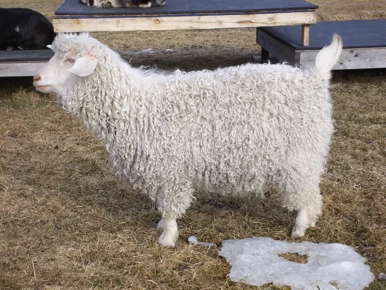 Пигорская порода коз