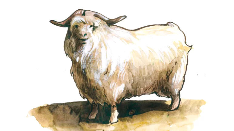 Дагестанская пуховая порода коз