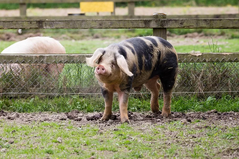 Байо – порода свиней