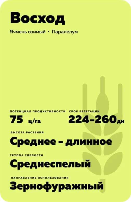 Восход сорт озимого ячменя