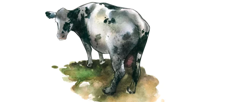Сальпингит у коров
