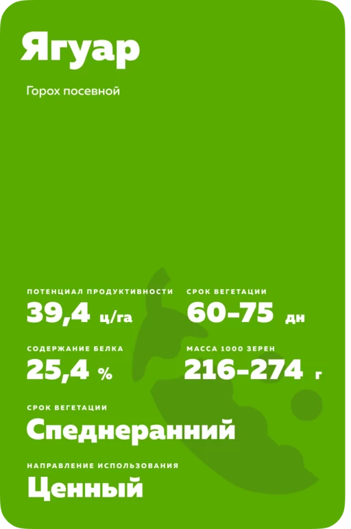 Ягуар сорт гороха посевного