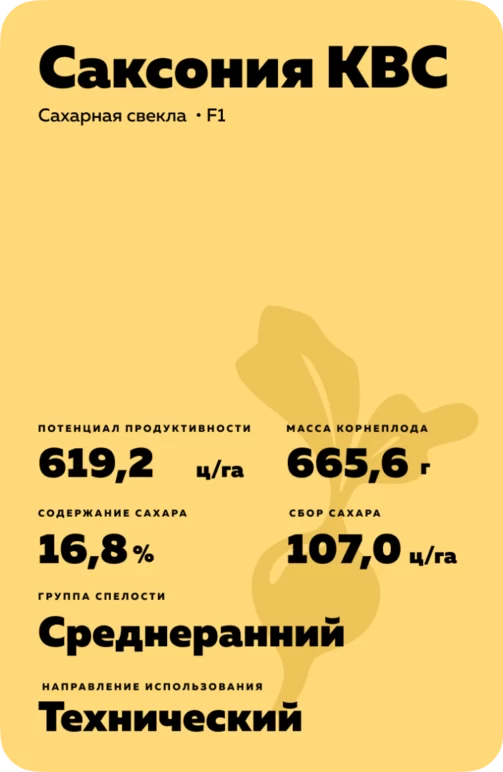 Саксония КВС - гибрид свеклы сахарной (Beta vulgaris L. ssp. vulgaris var. saccharifera Alef.).