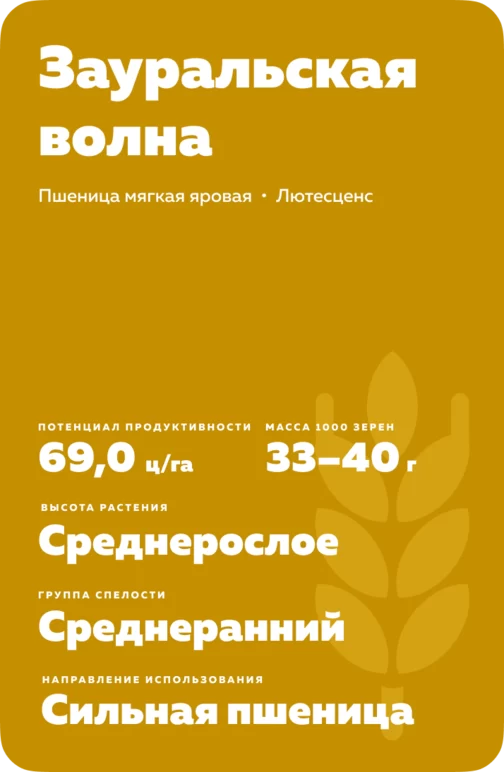Зауральская волна сорт мягкой яровой пшеницы