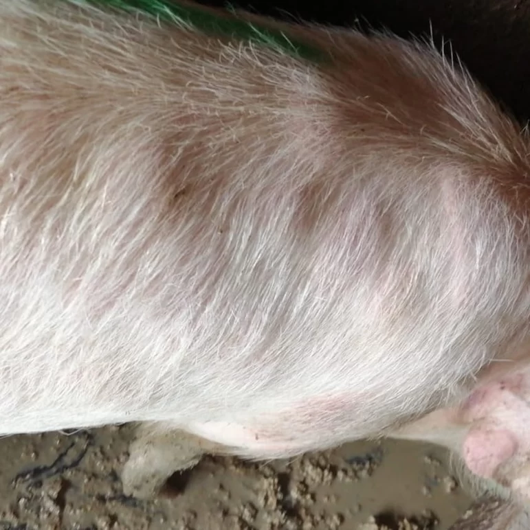 Вопросы из чатов: почему у свиньи появились пятна на коже?