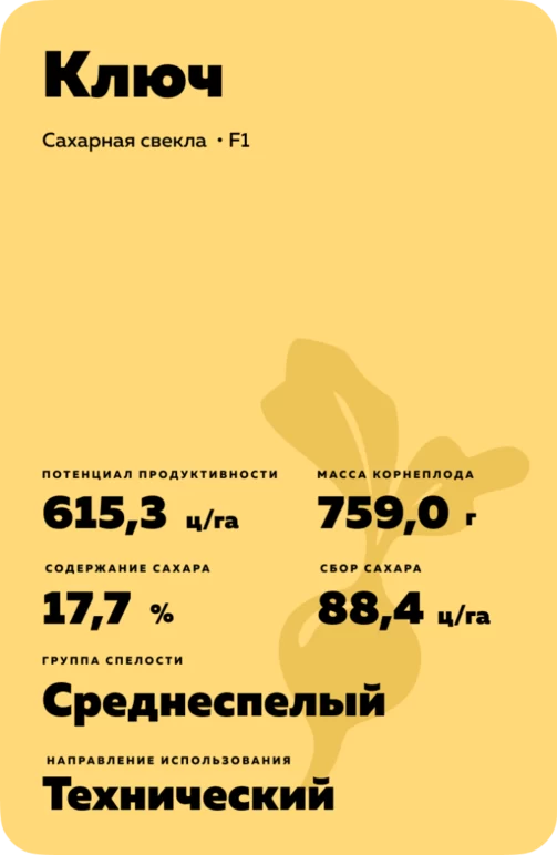 Ключ - гибрид свеклы сахарной (Beta vulgaris L. ssp. vulgaris var. saccharifera Alef.).