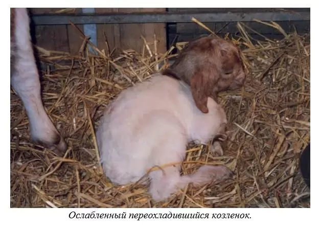 Харвуд – "Ветеринарное руководство по здоровью и благополучию коз". Гл. 8., ч. 2