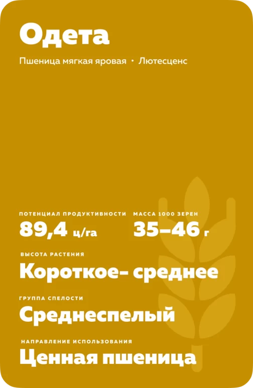 Одета сорт мягкой яровой пшеницы