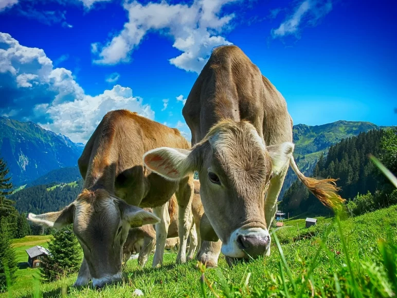 Количество застрахованного скота выросло в России в два раза