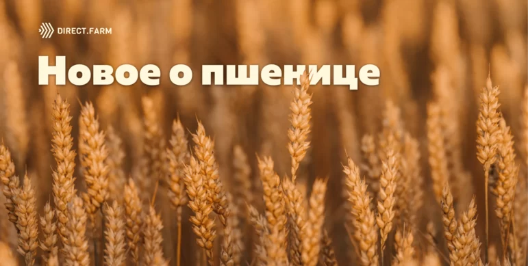 Интересные факты о культурах: пшеница