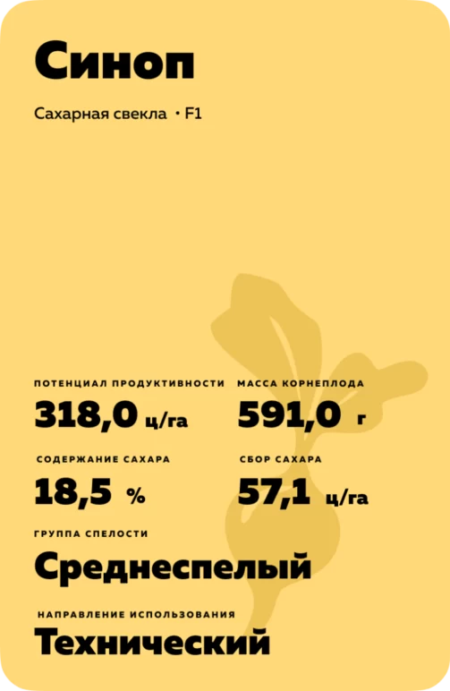 Синоп - гибрид свеклы сахарной
