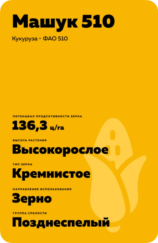Машук 510 гибрид кукурузы