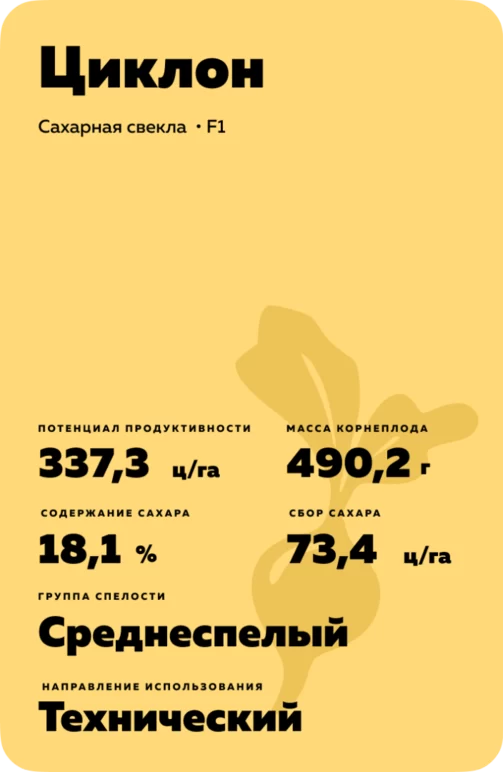 Хани - гибрид свеклы сахарной (Beta vulgaris L. ssp. vulgaris var. saccharifera Alef.).
