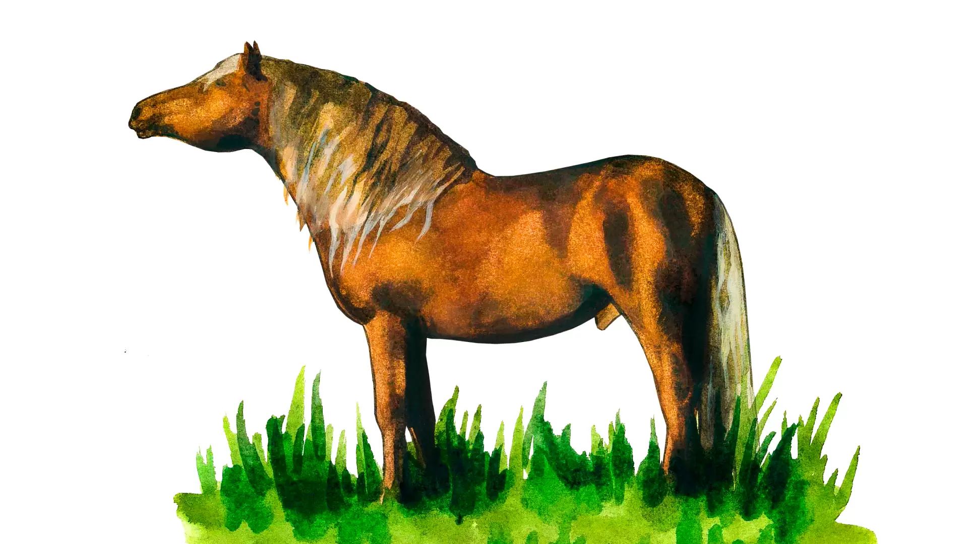 Шайр – порода лошадей