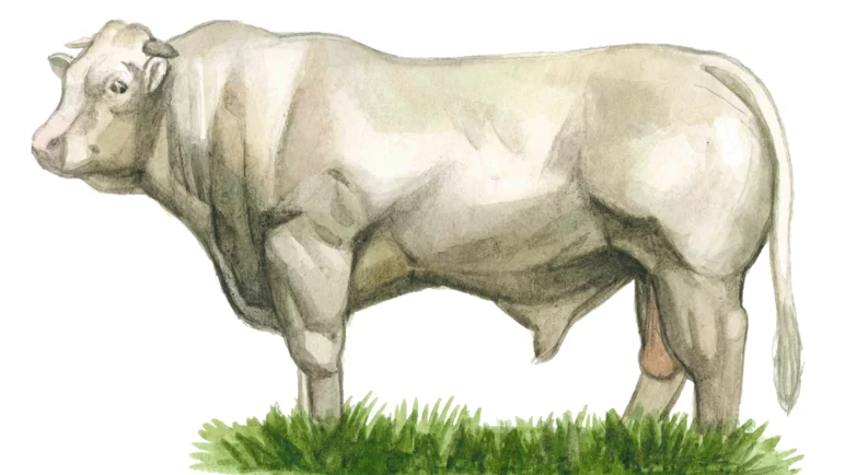 Шаролезская порода коров