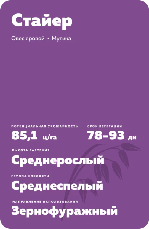 Стайер сорт овса ярового