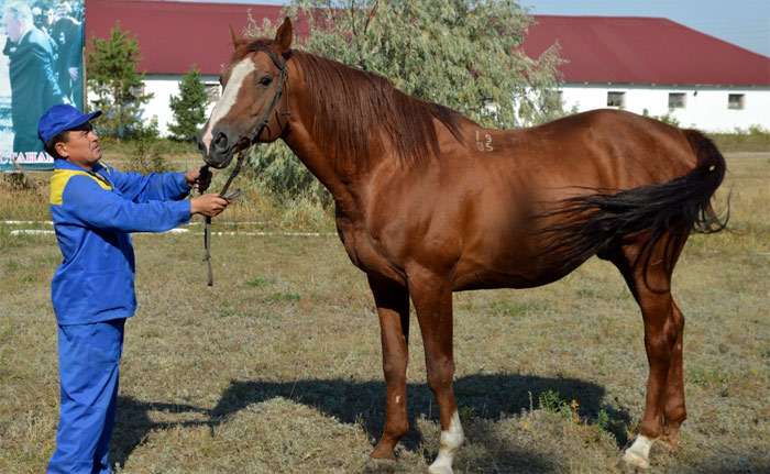 Кустанайская порода лошадей