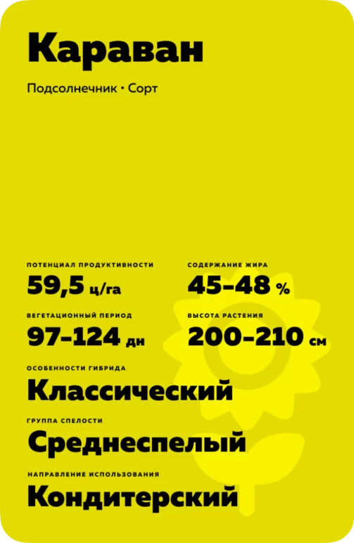Караван ® - сорт подсолнечника (Helianthus annuus L.).