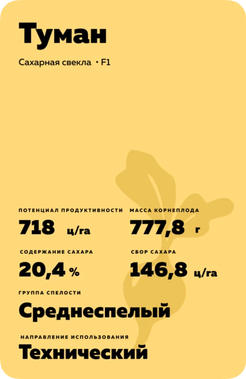 Туман - гибрид свеклы сахарной