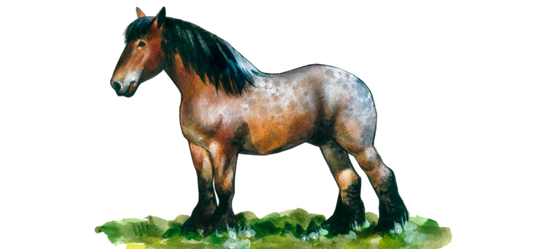 Арденская порода лошадей