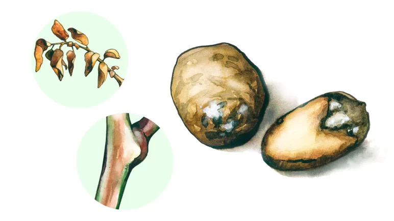 Фузариозное увядание картофеля (трахеомикоз)
