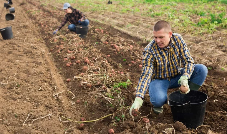 В России запустят федеральный проект по развитию овощеводства