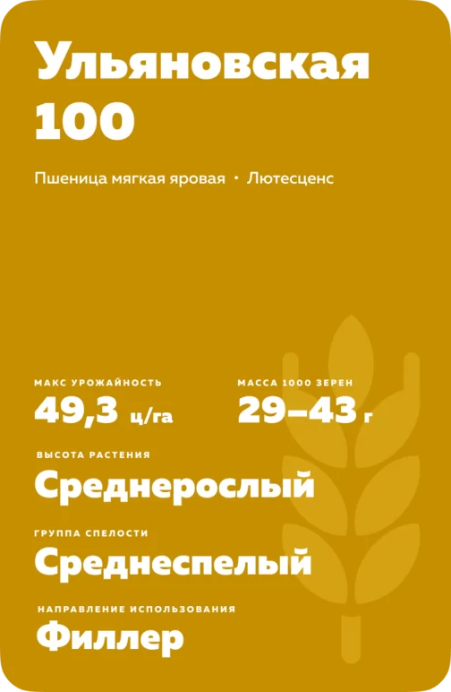 Ульяновская 100 сорт мягкой яровой пшеницы