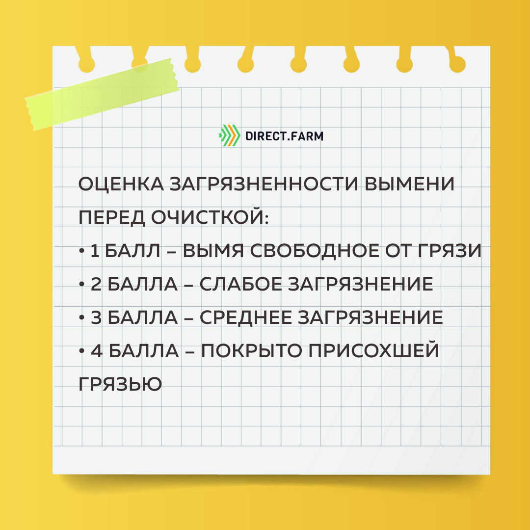 Подготовка коров к доению: обработка вымени