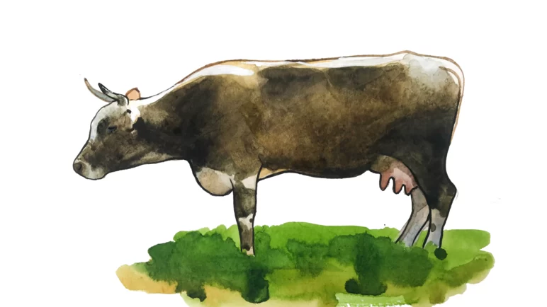 Алатауская порода коров
