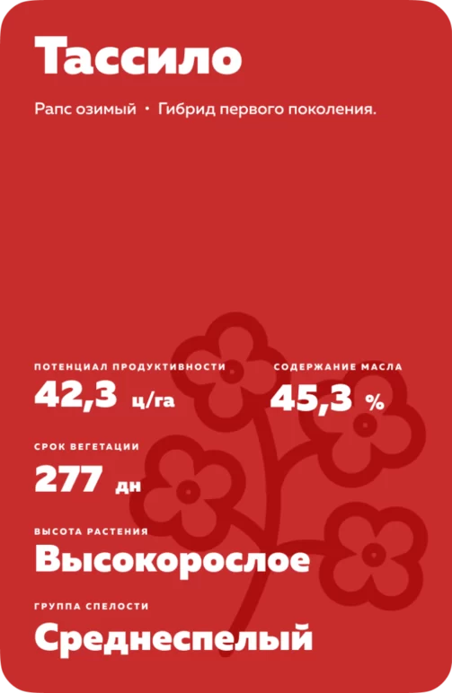 Тассило (TASSILO)  гибрид озимого рапса