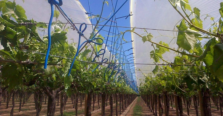 Возделывание винограда под пленочными укрытиями