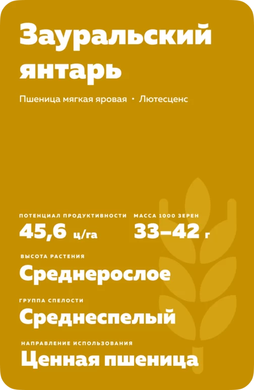Зауральский янтарь сорт мягкой яровой пшеницы