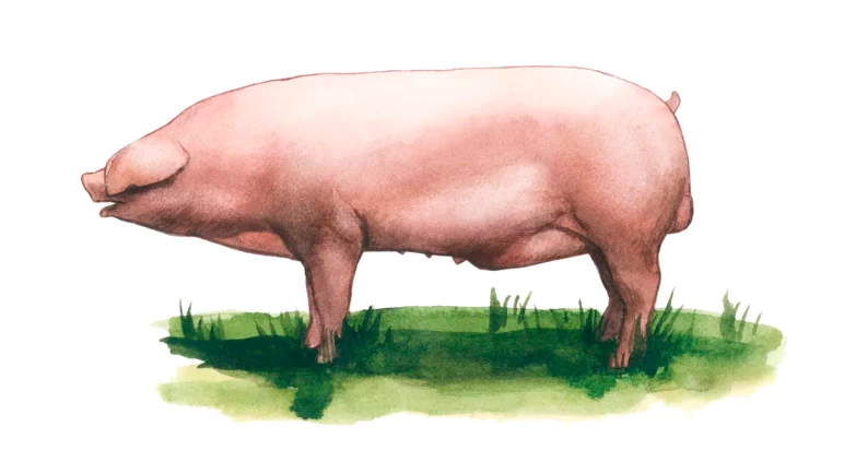 Полтавская мясная порода свиней