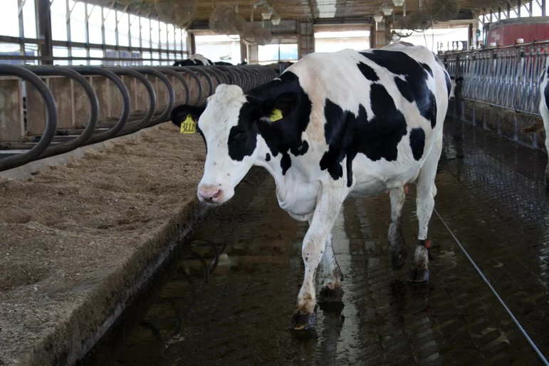 Вопросы из чатов: почему у коров стали появляться гнойные абсцессы?