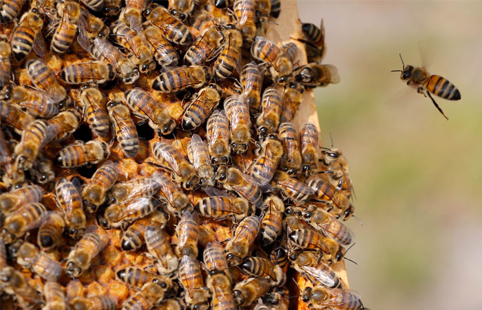 Массовая гибель пчёл произошла в Амурской области