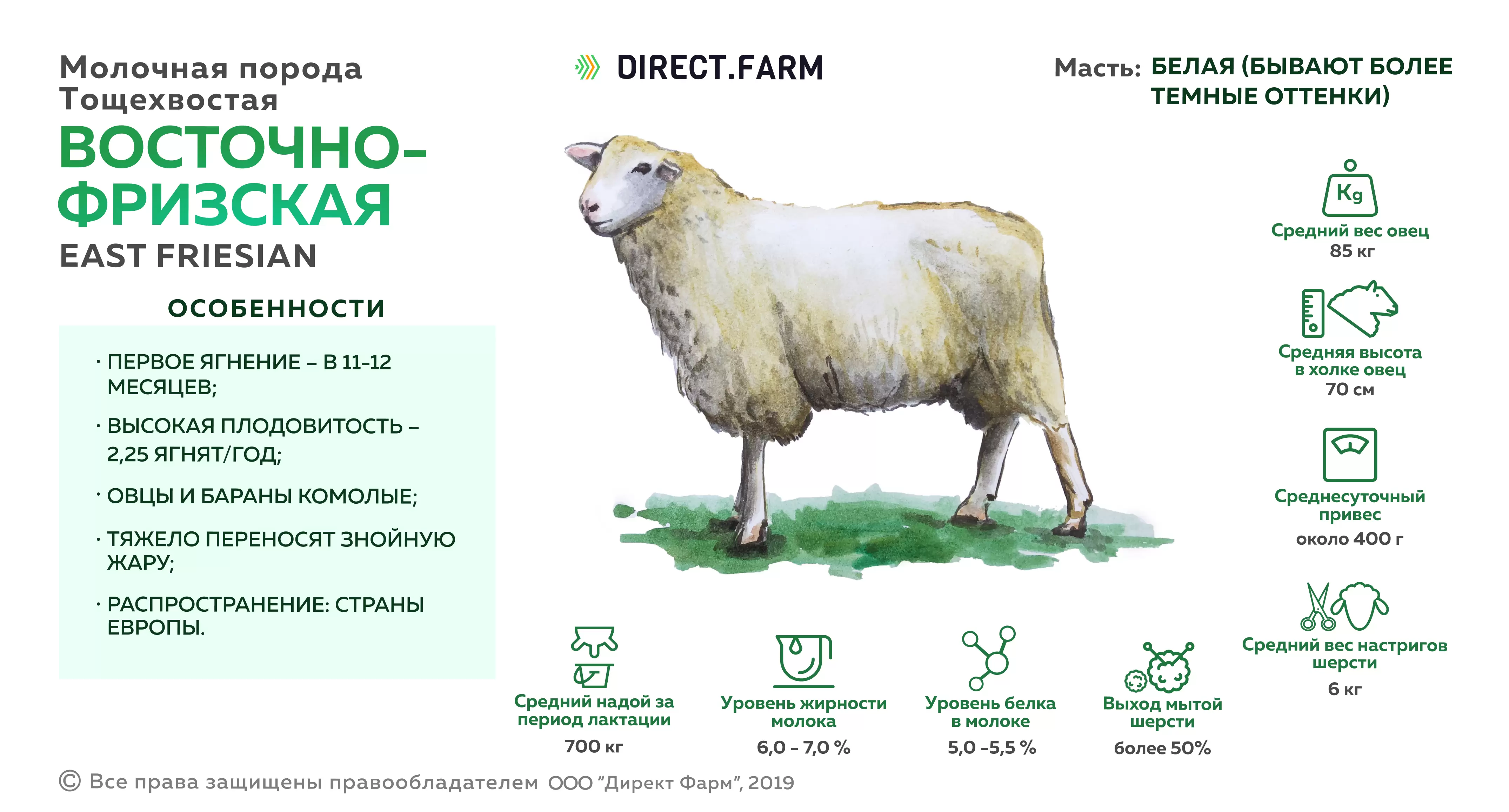 Сколько вес барана. Порода лакон молочная порода овец. Молочная порода овец Ассаф. Восточно-Фризская порода овец. Порода овца Восточно Фризская молочная.