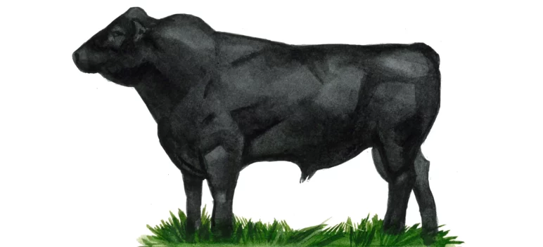 Лоулайн – порода коров