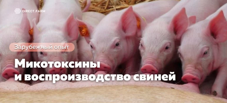 Влияние микотоксинов на воспроизводство свиней