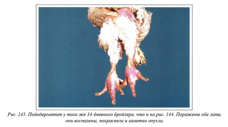 Вегад - Атлас болезней птицы. Ч. 29,30. Некроз головки бедр. кости. Пододерматит